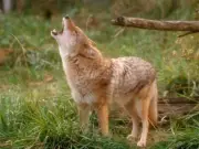 HOWLING COYOTE GLOSSY POSTER PICTURE PHOTO wolf ugly hunting attack phoenix 1220