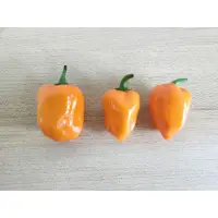 在飛比找蝦皮購物優惠-辣椒種子 哈巴內羅-橙色 （Habanero orange)