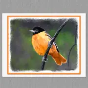 6 Baltimore Oriole Wild Bird Blank Art Note Greeting Cards