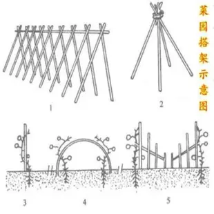 搭棚裝飾竹竿子爬藤架農用竹竿棍瓜棚架籬笆竹竿果菜架水果蔬菜架