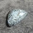 Unique black fossil coral cabochon designer gemstone high quality cabochon