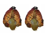 RING-NECK PHEASANT Lot 2 SKINS PELTS PELT SKIN RING NECK FEATHERS HARELINE U.S.