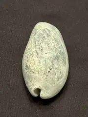 EXTINCT Fossilized COWRIE Shell ( Pseudadusta Marilynae ) From Central Florida.