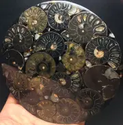 151g Rare Black Half of Split Ammonite Fossil Shell Healing Madagascar F954
