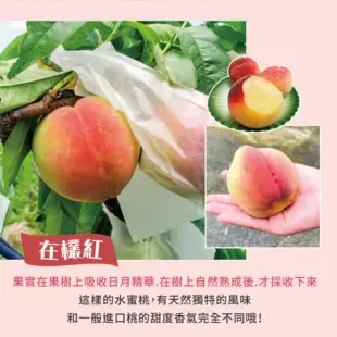 【初品果】拉拉山甜蜜多汁水蜜桃禮盒12顆x1盒