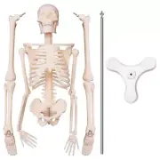 45CM Human Anatomical Anatomy Skeleton Model Poster Learn Aid Anatomy Human4985