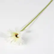 Single Gerbera