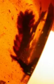 Large EXTINCT Plant Sprig Metasequoia in Burmese Amber Fossil Dinosaur Age