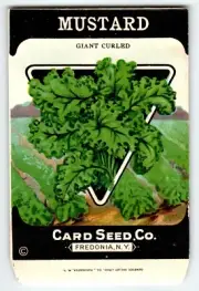 Giant Curled Mustad 1920s Card Seed Co Packet EMPTY Vintage Fredonia New York NY