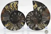 Large Black Ammonite Pair Deep Crystals 110myo Dino age FOSSIL 141mm 5.6" e3445b