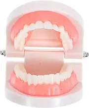 Cabilock Educational Teeth Model for Interactive Oral Teaching Tool for Kindergarten Health Awareness and Understanding of Oral Anatomy