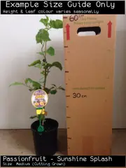Buy Passionfruit Sunshine Splash Vine Plants - Passiflora edulis