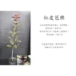 心栽花坊-紅皮芭樂/超取易折損/4吋/芭樂品種/售價150特價120