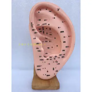 ♥❤包郵特大耳針模型耳針灸模型耳穴模型耳朵穴位模型22cm