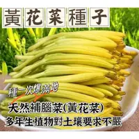 在飛比找蝦皮購物優惠-【食用黃花菜種子】 金針菜籽 四季播種 天然補腦安神種子 黃