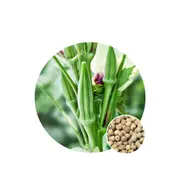 Okra Clemsons Spineless - Seed Packet - Organic Seeds - Spring-Summer