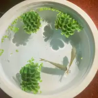 在飛比找蝦皮購物優惠-懶人必備 水草 植物 造景 肚兜萍魚缸浮萍水草養魚養龜蝦凈化