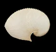 Sea shells Argonauta argo 174.8mm Aquarium Decoration Products