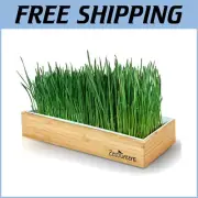 Elegant Self-Watering Organic Wheatgrass Grow Kit - Perfect for Smoothies & Pets