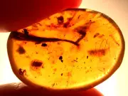 Long Plant Leaf with Lacewing Insect in Burmite Amber Fossil Dinosaur Age
