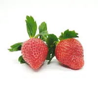 在飛比找蝦皮購物優惠-佐賀穗之香草莓種子~~甜度高，口感甜脆