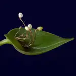 噢葉DESIGN  "PLEUROTHALLIS NIVEOGLOBULA"  蘭花、塊根植物、圓葉花燭、蔓綠絨