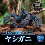 日版 金證 生物大圖鑑 ULTIMATE 椰子蟹 轉蛋 60處可動關節