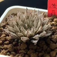 在飛比找蝦皮商城精選優惠-［狂買園藝］多肉植物 利比達玉露 Haworthia