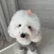 Grooming Dog 花朵造型寵物髮夾