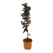 200mm Mandarin Afourer - Citrus reticulata hybrid