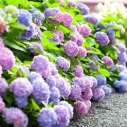 50Pcs Hydrangea Seeds Perennial Garden Shrub Flowers Flower Bush Seed