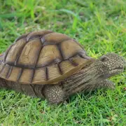 Decorative Resin Turtle Figurine Addition to Your For lawn or Patio Area