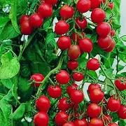Tomato 'Garden Delight' 15+ Seeds Vegetable Garden RED Cherry Tomatoes