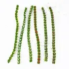 Add a touch of wildflower shrubs with our SelfAdhesive Static Grass Tufts