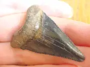 (s1027) 1-3/4" ANGUSTIDENS Collector SHARK TOOTH fossil specimen I love sharks