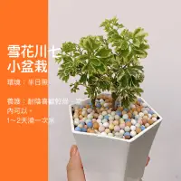 在飛比找蝦皮購物優惠-3吋六角白盆 雪花川七 斑葉川七 斑葉婚禮小物 生日禮物 盆