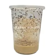 Fresh Hydei Fruit Fly Culture | Free Shipping | LIVE FEEDERS