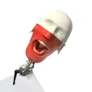 Dental Manikins Models Phantom Head Teaching Learning Dental Student Model