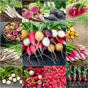 Radish - Heirloom Mix seeds