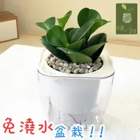 在飛比找蝦皮商城優惠-【小品文化】圓葉椒草【現貨】4吋透明懶人盆栽 加水更方便 觀