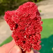 28G Natural Red coral reef Cluster Obean Mineral Crystal Specimen