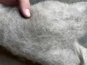 Washed Navajo Churro WOOL ROVING spinning NICE felting fleece fiber not raw wool