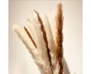 Dried Pampas Grass -Natural,30 pcs Reed Grass Plumes, Dried Flower Bouquet for DIY Home Kitchen Wedding Party Decor