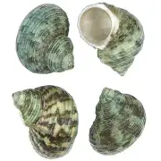 Turbo Bruneus Craft Bulk Shells Seashells (1 Kilo)