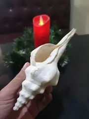 Sea Shells from Vietnam - Natura Conch Shells 170mm Long