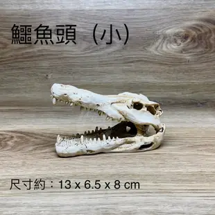 化石骨頭  ISTA 伊士達 恐龍頭 化石 骨頭 頭骨 恐龍化石 造景裝飾 水族用品 水族飾品 擺飾 魚缸 犀牛 鱷魚