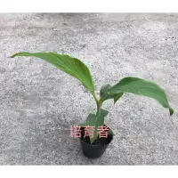 在飛比找蝦皮購物優惠-培育者～香蕉苗。沙巴蕉。沙芭蕉。異國風味。好吃。可料理。