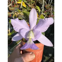 在飛比找蝦皮購物優惠-噢葉design  "Cattleya nobilior" 