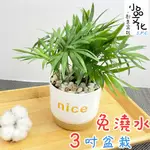 【小品文化】袖珍椰子【現貨】3吋NICE免澆水盆栽 室內植物 辦公室盆栽 懶人盆栽 水培植物 水培盆栽 植栽