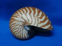 在飛比找Yahoo!奇摩拍賣優惠-【鑫寶貝】貝殼DIY 鸚鵡螺  10cm  NO.9  貝殼